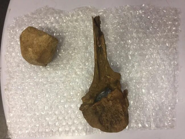 нашли носорога. находки палеонтологов 2021. шерстистый носорог якутия. находки пенза. нашли носорога.