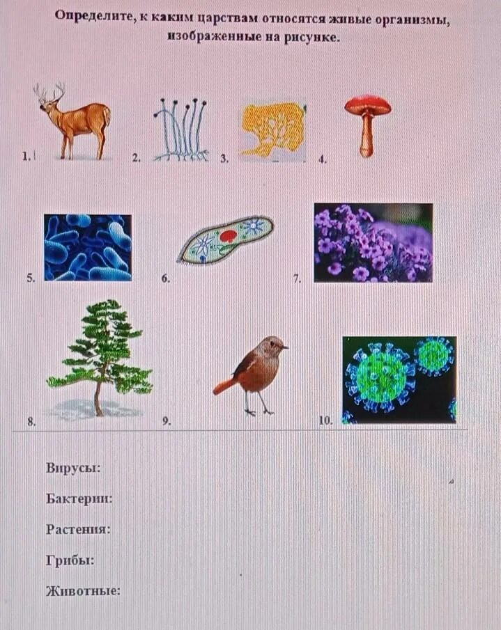 Бактерии грибы растения животные. Животные растения грибы бактерии вирусы. Какие организмы относятся к царству животных. Организмы относящиеся к царству грибов. Какие организмы относятся к данной группе