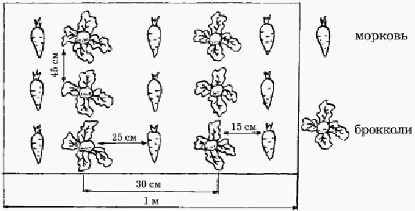 На каком расстоянии сажать свеклу. Морковь схема посадки в открытый грунт. Схема посева овощей в открытом грунте. Схема посадки моркови на грядке семенами в открытый грунт. Схема посева моркови в открытом.