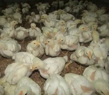 Цыплятам бройлерам неделя
