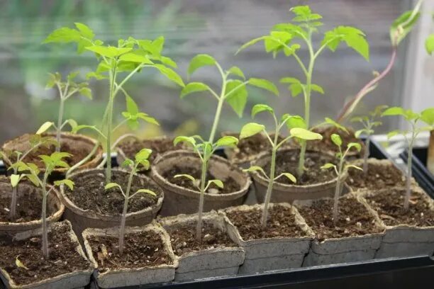 Почему рассада томатов бледная. Всходы помидоров. Shot tomato. Рассада помидор всходы. Рассада помидор бледно зеленая.