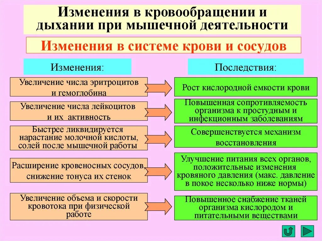 Как изменится система. Изменения в крови при мышечной деятельности. Изменение крови при мышечной работе. Изменения в системе крови при мышечной работе. Изменения в системах крови кровообращения при мышечной работе.