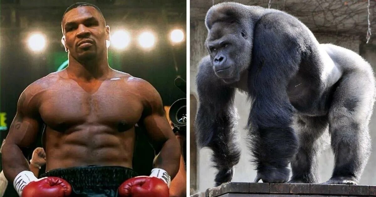 Если хотите стать сильными детки тетя горилла. Майк Тайсон и горилла. Mike Tyson 2022. Mike Tyson зверь. Майк Тайсон качок.