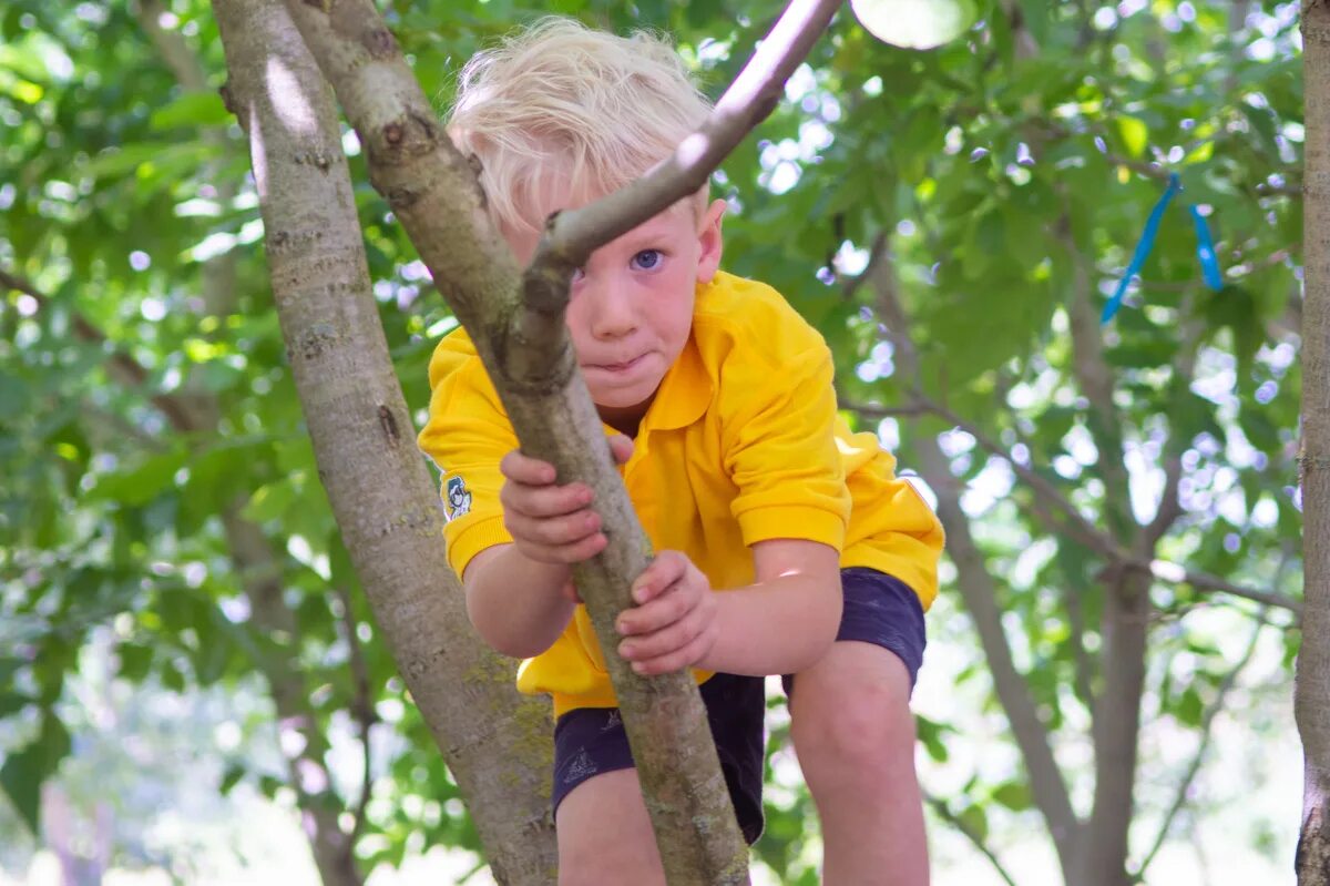 Climb a tree swim