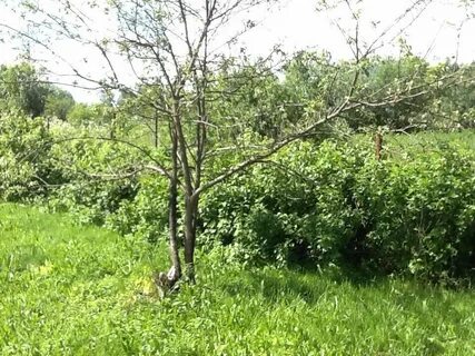Дмитровские сады