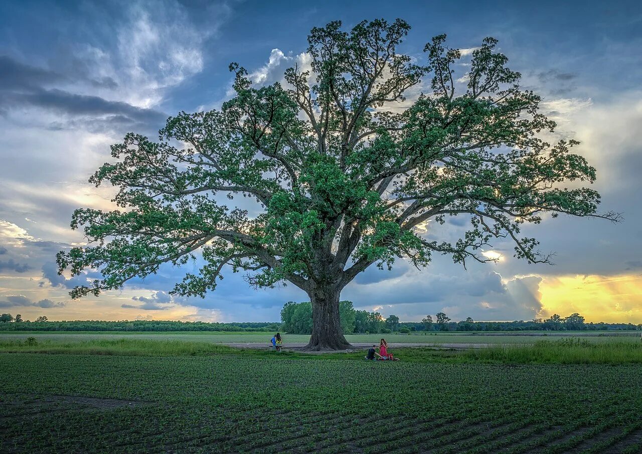 Штат Канзас дерево. Дерево с большой кроной. Дуб дерево. Большое Древо. Культовые деревья