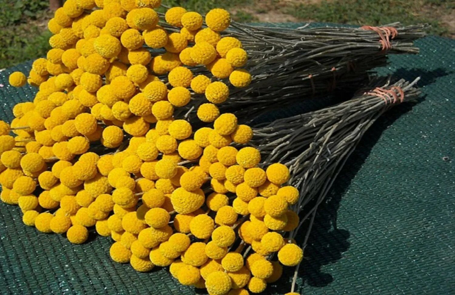 Желтые пульки. Краспедия глобоза. Желтый пластмассовый шарик. Цветы краспедия шаровидная. Маленькие желтые шарики.