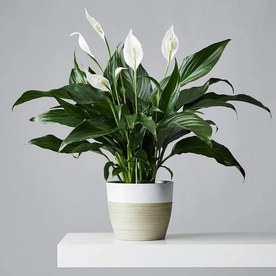 Спатифиллум. Спатифиллум (Peace Lily). Спатифиллум cochlearispathum. Спатифиллум Уоллиса (Spathiphyllum wallisii). Спатифиллум и асплениум