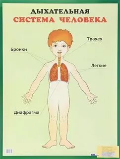 Детям про дыхание