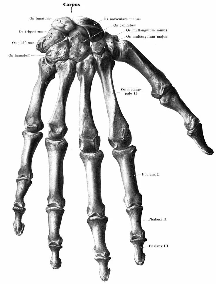 Кости кисти анатомия человека. Скелет верхних конечностей кости кисти. Кости запястья анатомия человека Синельников. Скелет костей кисти человека анатомия. Hand bone