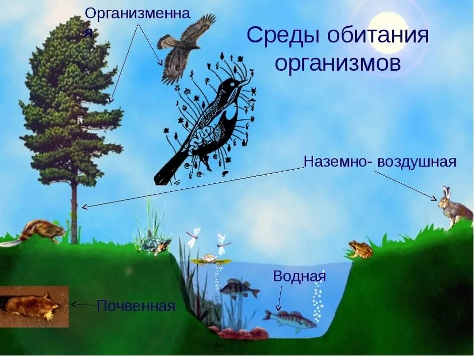 Особенность среды водная наземно воздушная почвенная организменная. Среда обитания. Среды обитания организмов. Среда. Среды обитние организмов.