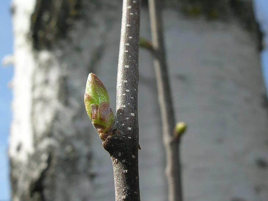 Почки на березе весной. Береза повислая почки. Betula pendula почки. Береза бородавчатая почки. Береза повислая побег.