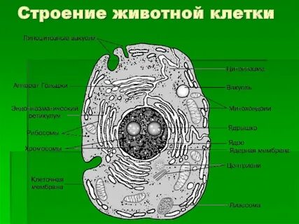 Способ питания растительной клетки и животной