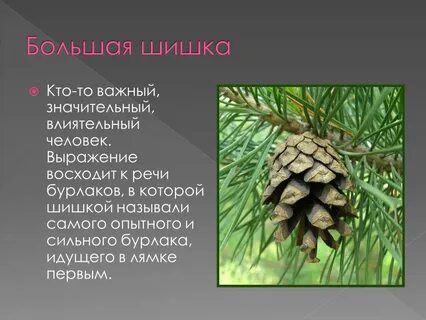 Шишка это человек