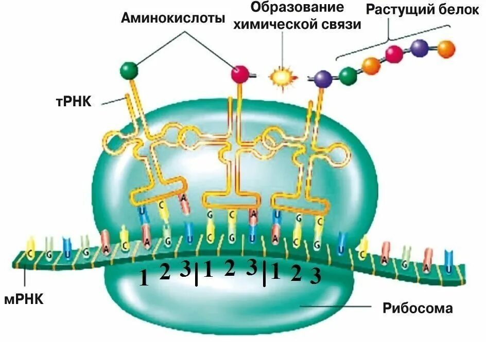Синтеза ядерных белков. Синтез белка на рибосомах. Биосинтез белка ДНК рибосома РНК. Биосинтез белка на рибосоме.