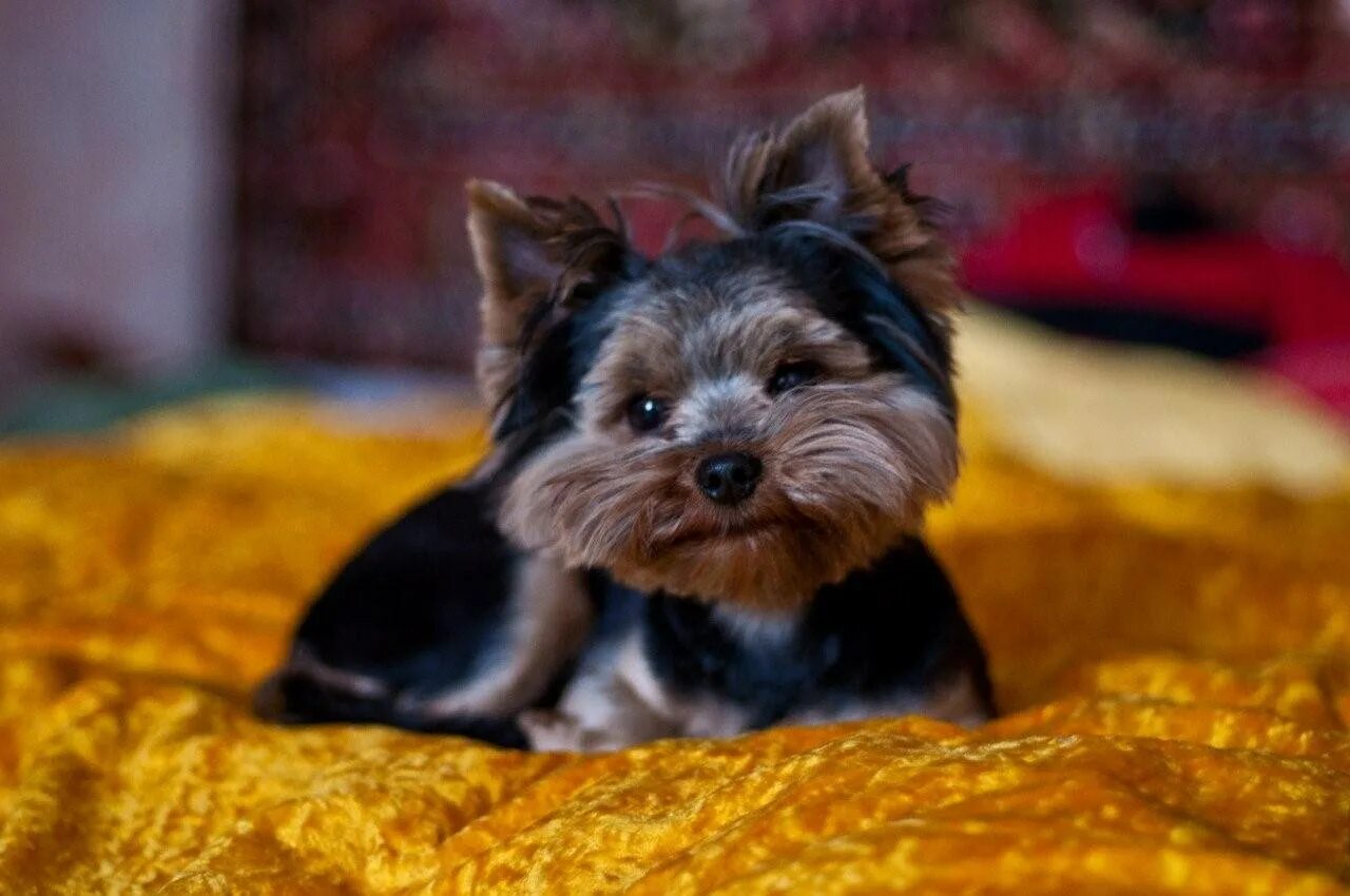 Порода карликовый пинчер. Карликовый йоркширский терьер. Карликовый терьер. Карликов терьер. Пинчер терьер карликовый.