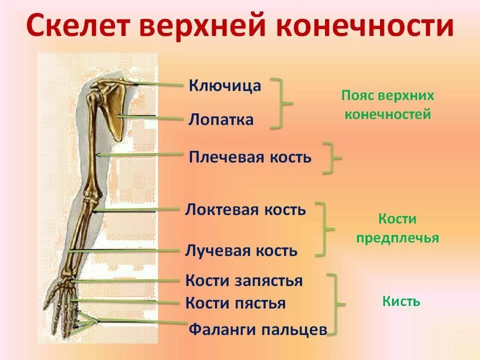 Сколько отделов скелета. Строение пояса верхних конечностей человека. Отделы скелета верхней конечности. Строение скелета верхней конечности. Строение верхней конечности анатомия.