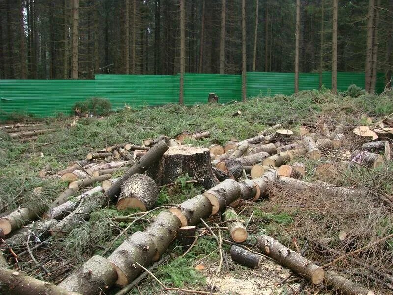 Очистка участка от деревьев. Вырубка деревьев на участке. Расчистка участка от деревьев. Спил деревьев на участке. Спил деревьев расчистка участка.