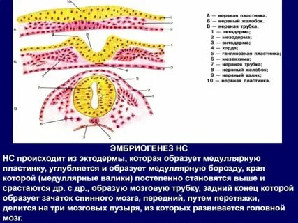 Содержит хорду и нервную пластинку