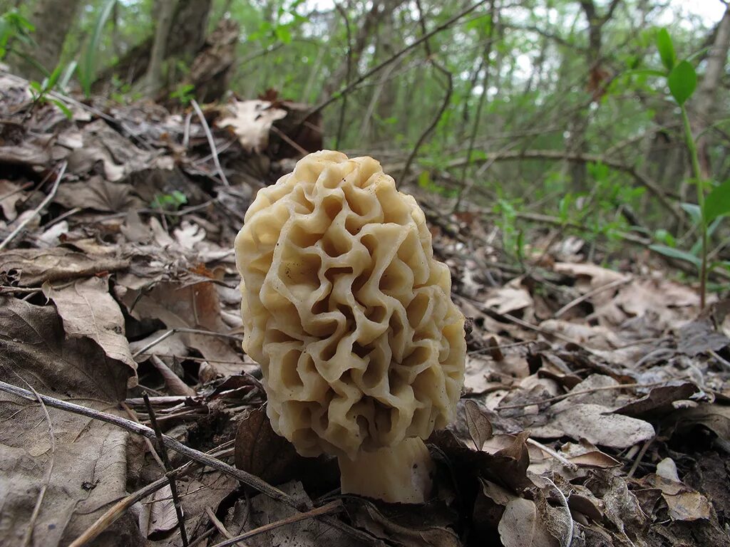 сморчок луговой. сморчковая шапочка гриб. сморчки грибы несъедобные. они некрасивые огэ грибы сморчки. гриб сморчок обыкновенный.