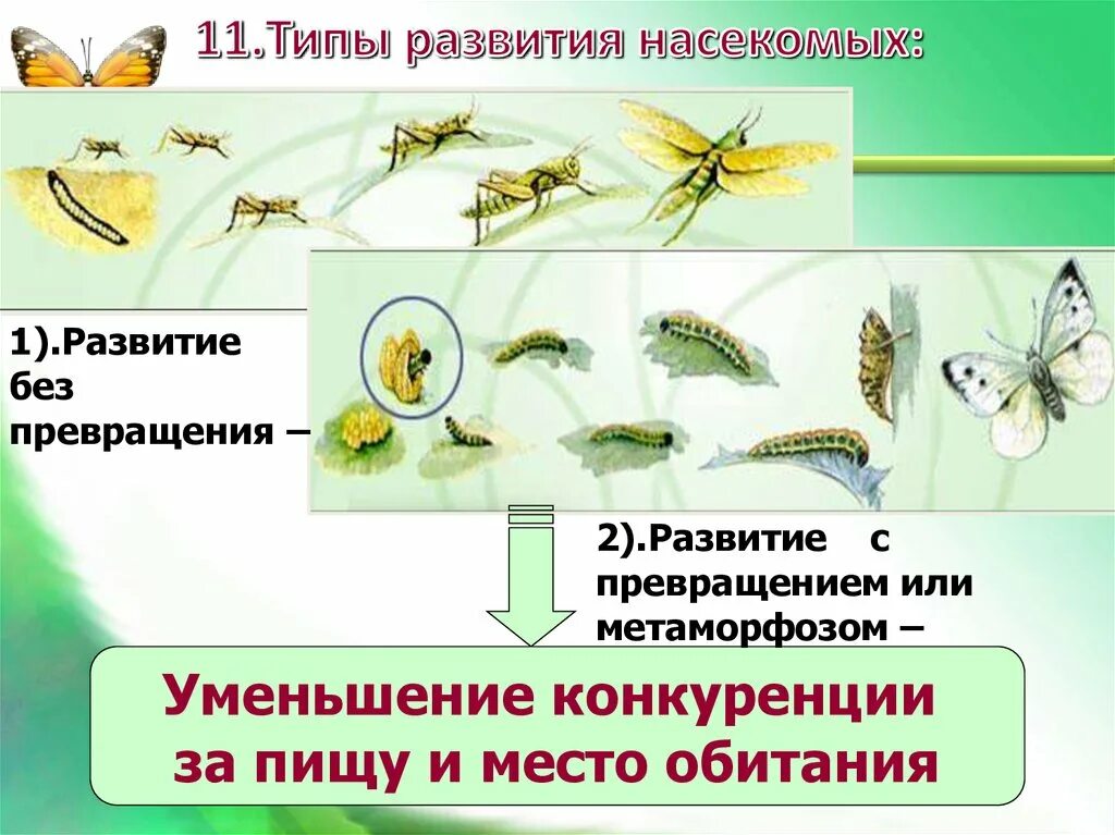 Полный метаморфоз стадии. Развитие насекомых. Типы превращения насекомых. Типы развития насекомых схема. Развитие по биологии с превращением.