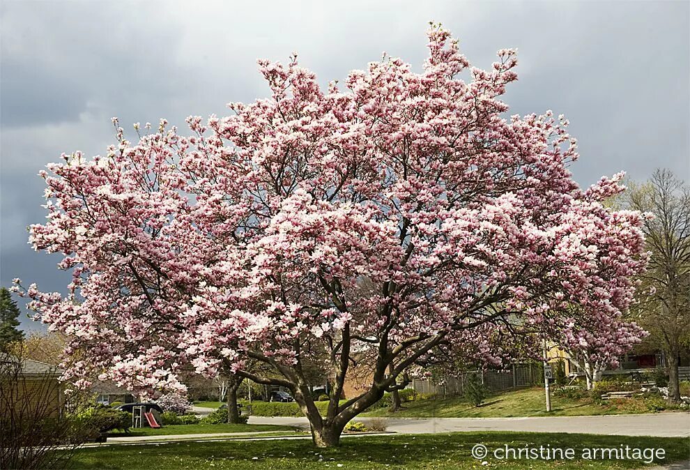 Какие деревья цветут в апреле. Дерево Магнолия в Сочи. Магнолия Сочи дерево цветет. Цветущая Магнолия в Сочи. Магнолия Кобус Суланжа.