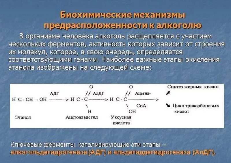 Алкоголь биохимия. Алкоголь распад биохимия. Расщепление этанола в организме человека.