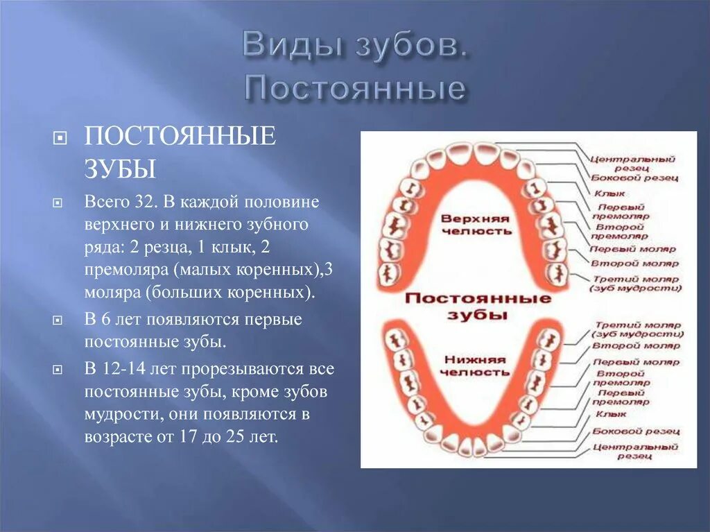 Название зубов. Постоянные зубы. Молочные и постоянные зубы. Виды человеческих зубов.