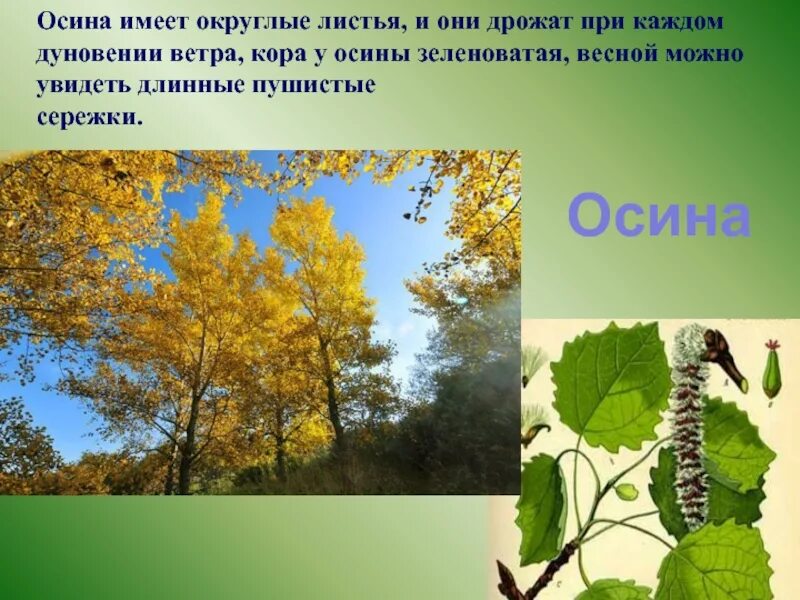 Осина описание. Большой проект про осину. Осина в жизни животных. Продолжительность жизни осины осины. Имеет округлые листья