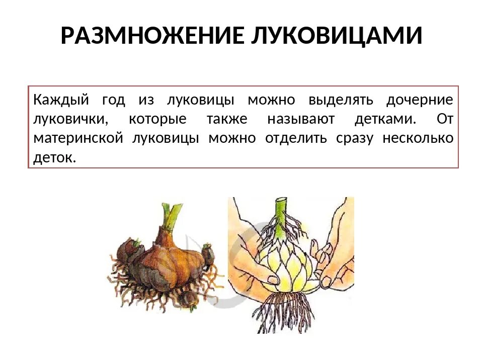 Вегетативное размножение с помощью луковиц