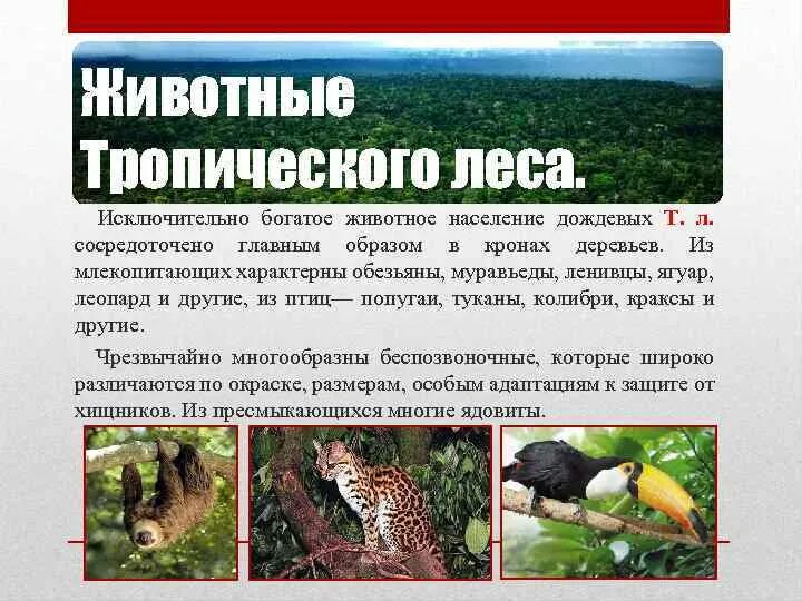 Сообщение о животных тропического леса 1 класс. Животные в тропическом лесу 1 класс. животные тропического леса список.