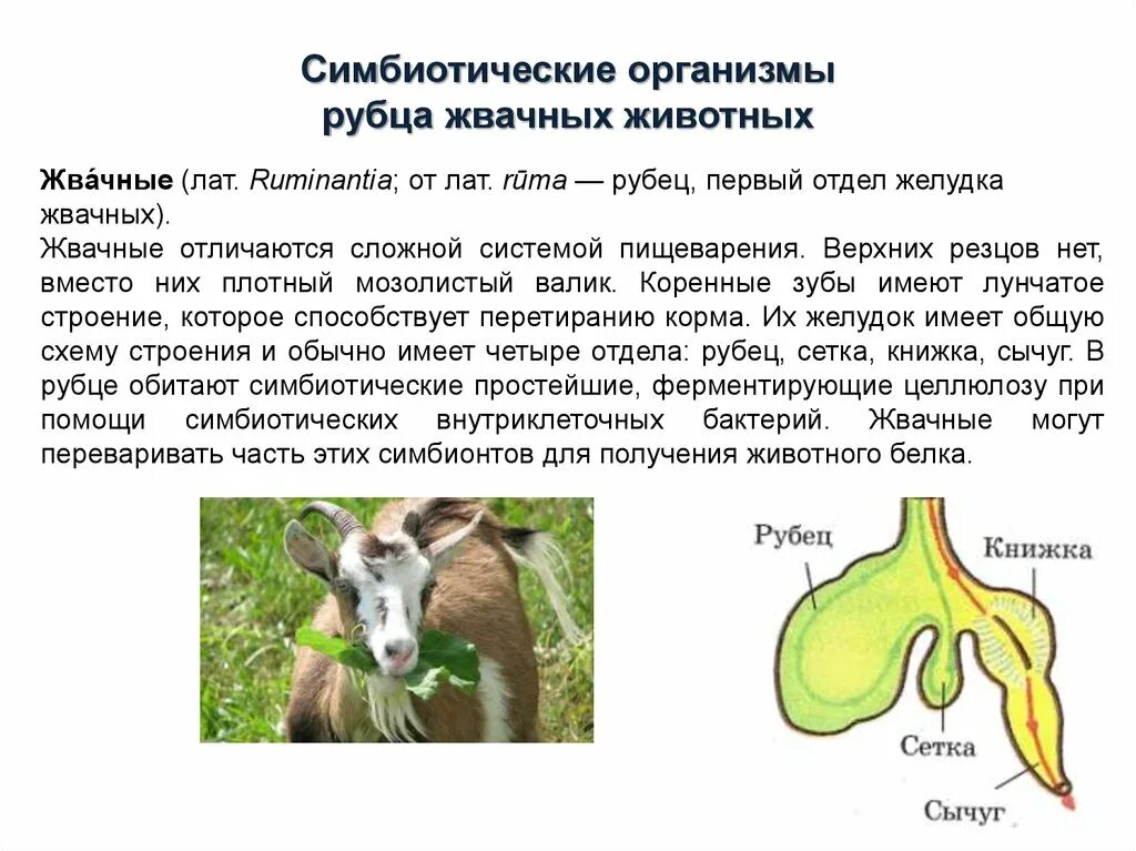 Группа симбиотических организмов. Симбиотические организмы. Рубец желудка жвачных. Строение желудка жвачных.