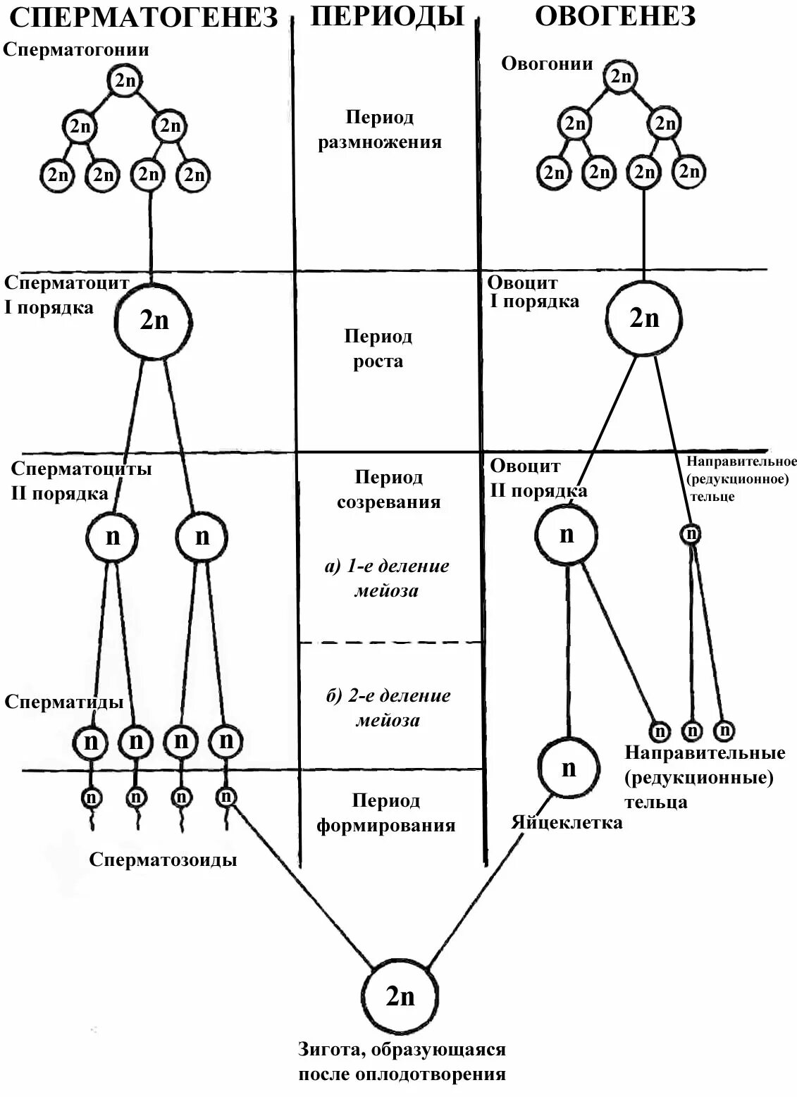 Из каких клеток образуются сперматогонии. Схема сперматогенеза и овогенеза. Схема процесса сперматогенеза. Спермато и овогенез схема. Сперматогенез оогинез схемы.