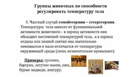 Гетеротермия это