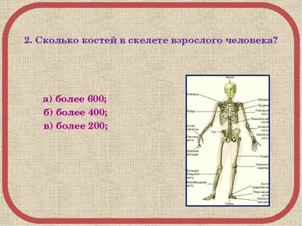 Пятка это сколько