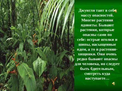 Опишите джунгли