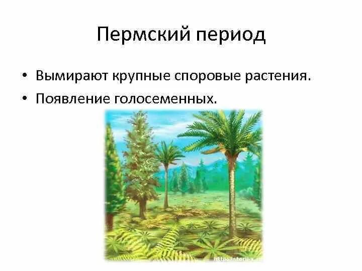 Голосеменные Пермского периода. Голосеменные палеозойской эры. Вымершие споровые растения. Споровые растения вымерли в периоде. В каком периоде появляются растения