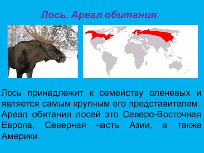 Востоков лось. Ареал обитания лосей в России. Лось ареал обитания. Ареал обитания лосей в России на карте. Ареал распространения лосей.