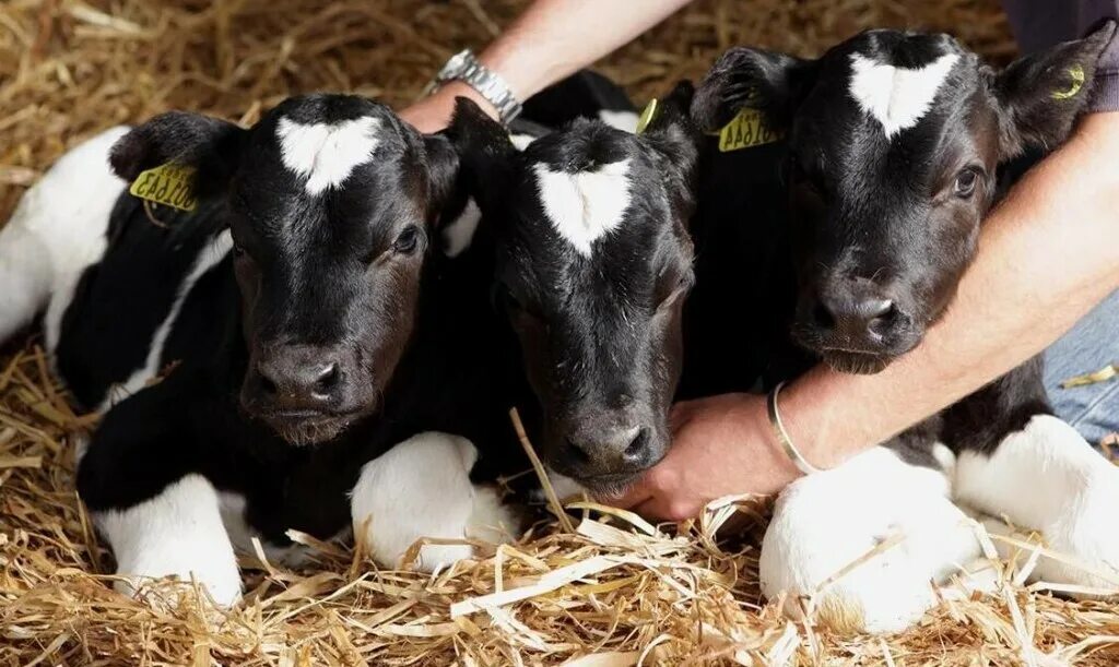 Молодняк. Племзавод гарский. Теленок. Молодняк. Телята бычки.