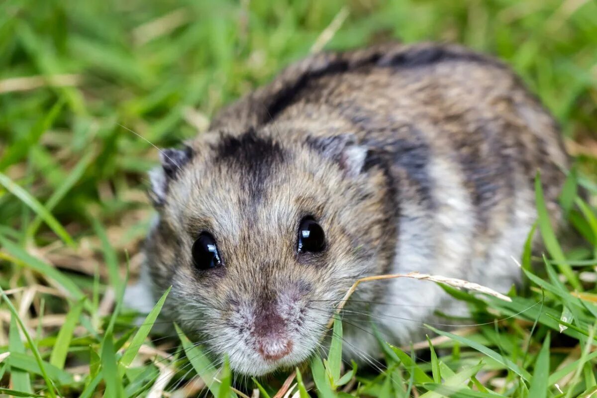 Джунгарский. Хомяк джунгарский. Джунгарские хомяки (Phodopus sungorus). Джунгарский хомяк полосатый. Хомяк Кэмпбелла и джунгарский.