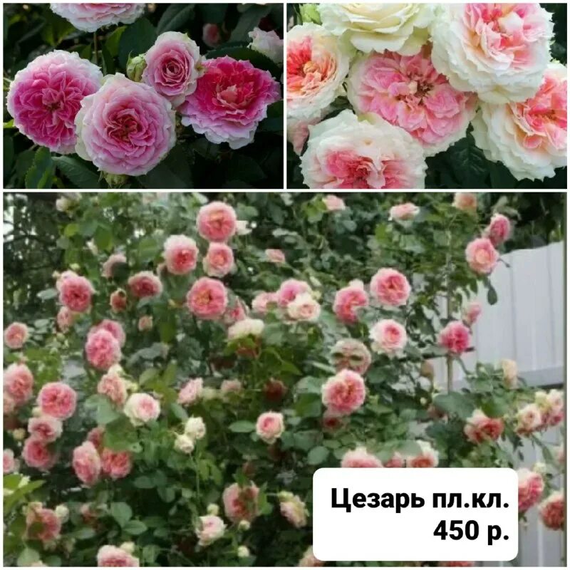 ульяновский питомник роз официальный сайт. питомник роз успех каталог. питомник роз успех каталог. питомник роз успех каталог. питомник роз успех каталог.