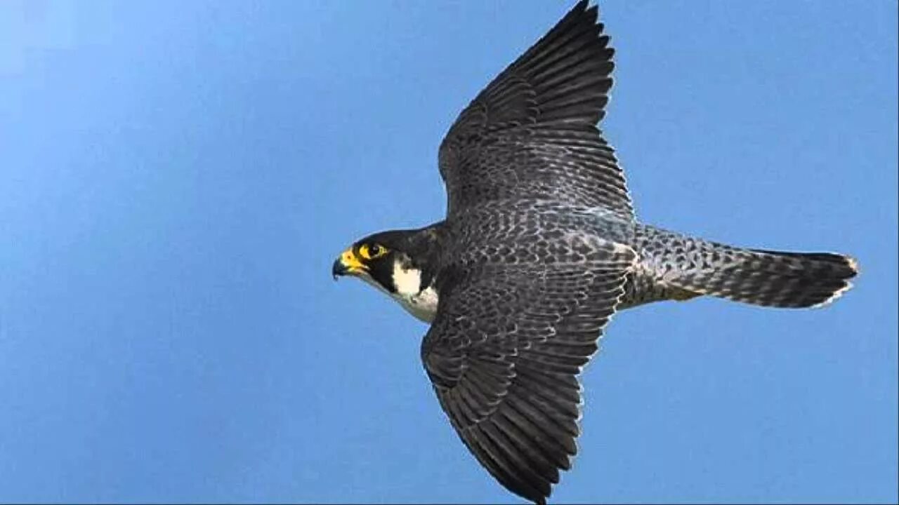 Сапсан falco peregrinus. Сокол сапсан. Сокол сапсан соколиные. Сапсан falco peregrinus. Сокол сапсан фото.