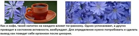 Гэрб цикорий можно
