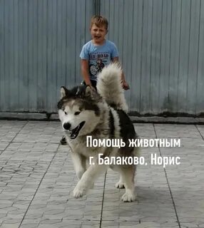 День собачьего счастья 4 мая