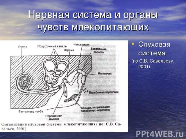 Нервная система и органы чувств млекопитающих. Органы чувств млекопитающих. Органы чувств система млекопитающих. Строение органов чувств млекопитающих.