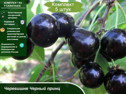 Какие бывают сорта вишни