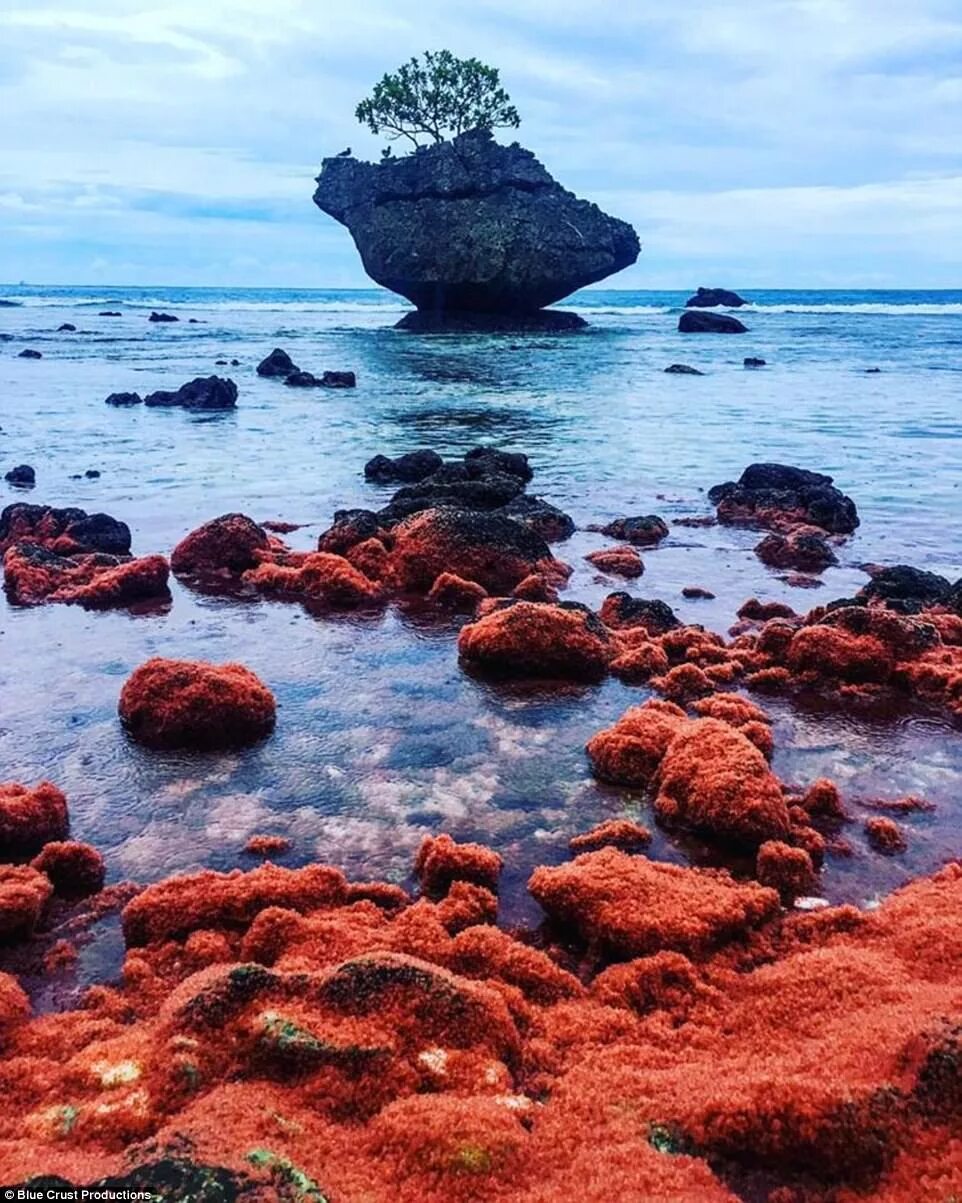 Island Had to Build Bridge for Legion of 47 Million Crabs