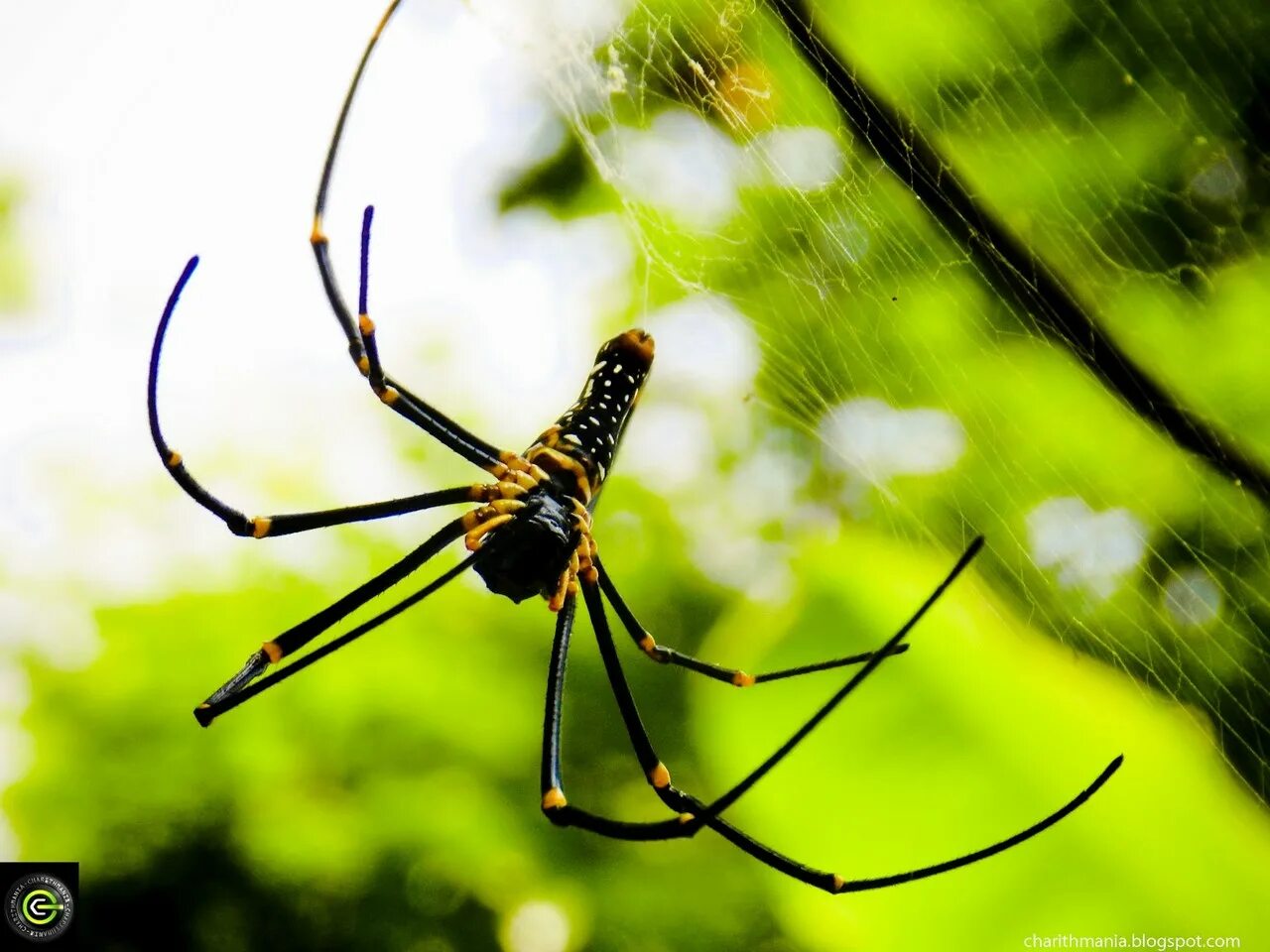 Паутина паука нефила. Паук ткач. Nephila maculata паук. Nephila пауки-кругопряды. Паук кругопряд нефил.