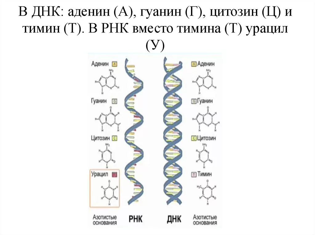 Рнк тимин урацил. ДНК гуанин Тимин цитозин. ДНК И РНК аденин Тимин гуанин цитозин урацил. Таблица гуанин цитозин Тимин РНК ДНК. Цепочка ДНК аденин Тимин.