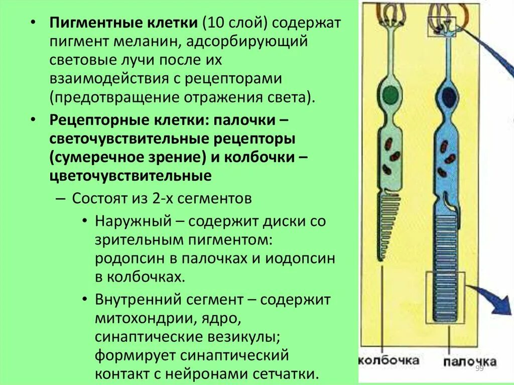 Светочувствительные клетки палочки и колбочки находятся. Клетки, содержащие пигмент меланин. Эльбородрсодержащий слой. Пигментные клетки функции.